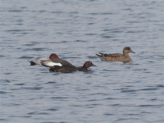 WK,Ferruginous Duck